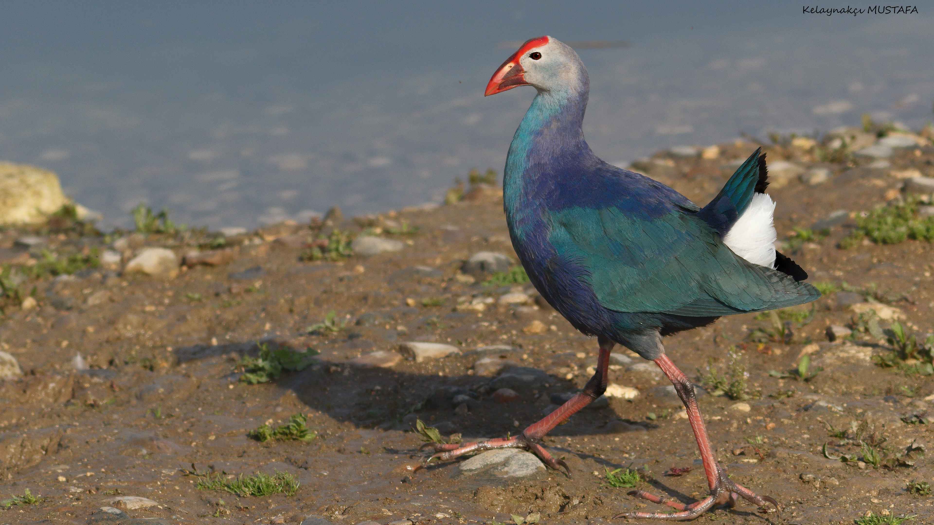 Western Swamphen